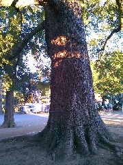 �k�{�s�^�����̃N�X�m�L