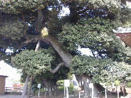 ��d�_�Ђ̃X�_�W�C