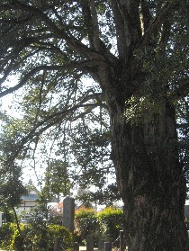 �����s ���@���̂܂�