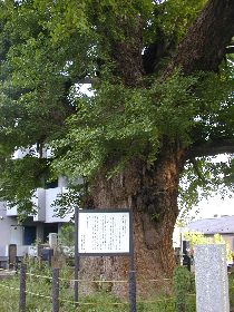 �^�����̋t���C�`���E