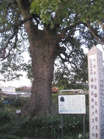 �A�c�J�{�̃N�X�m�L