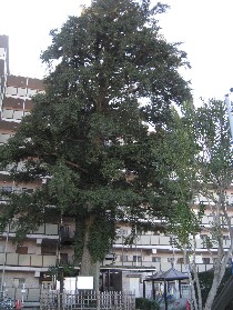 ���c�E�̃J��