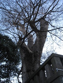 �������̃��N�m�L