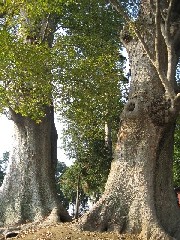 ��z�s������̑�P���L