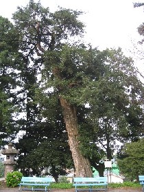 ���v�ۊω����̃J���̖�