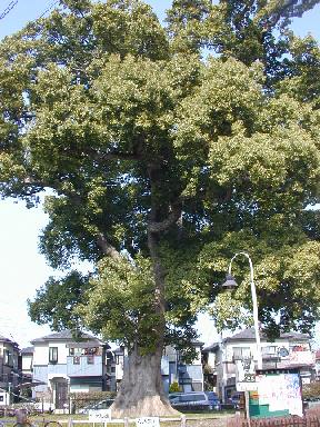 ���؂̑�N�X