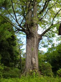 ���R�s�����̌�_��(��C�`���E)