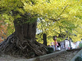 ��a�ω��̑�C�`���E