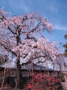 ���᎛�̂������