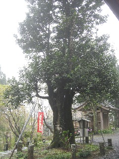 慈光寺のタラヨウ