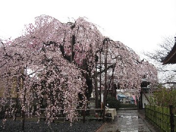 ふじみ野市:地蔵院のしだれ桜