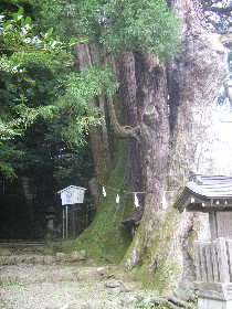 児持杉