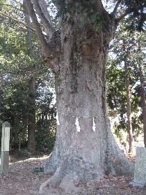 ���쒬�F�����_�Ђ̑�P���L