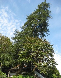 ���쒬�F�����@�̃J��