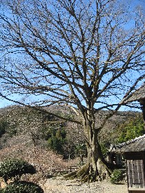 ���������F��{�̑�G�m�L