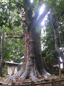 �y���_�А_�؃X�M