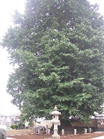 ���Ǝ���C�`���E