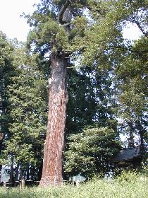 ���a�c�_�Ђ̑�X�M