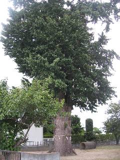 ���{�s�F����_�Ђ̑�C�`���E