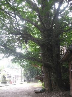 ���{�s �ʕ~�_�Ђ̑傢���傤