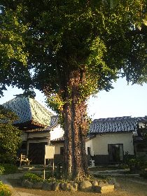 �z�J�s �������̃C�`���E