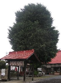 �������̃C�`���E