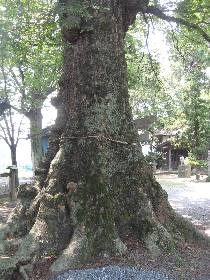 ���ې_�Ђ̑�P���L