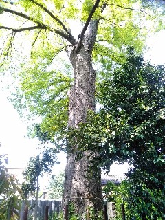 �F�J�s�F��h�_�Ђ̑�P���L