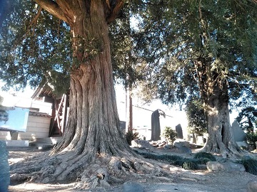 ���ώ��̃J���̖�