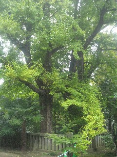 �_�쒬�F���s�_�Ђ̊������