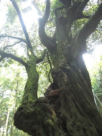 美里町 寺戸の樫(伝兵衛樫)