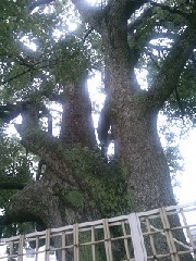 深谷市:八基小学校のクスノキ