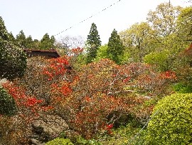 �����̃L���V�}�c�c�W(�F�쒬)