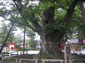 駒つなぎのケヤキ