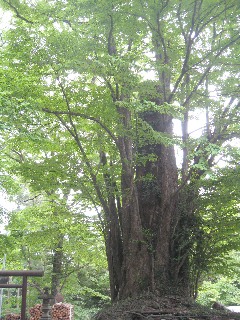 �F�쒬�F�V���{�̐�{�J�c��