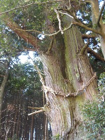 小鹿野町 一本杉峠の杉