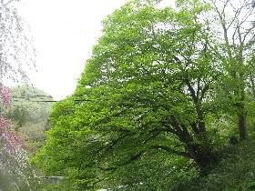 �����쒬�@�_�����̃J�G�f