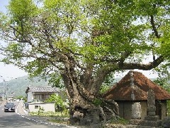 �����̂��₫