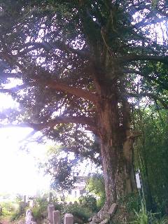 �����c�̃J���̖�