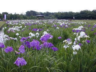 �ʕ{������