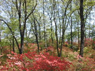 二本木峠つつじ
