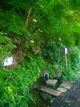 富澤湧水(和光市)