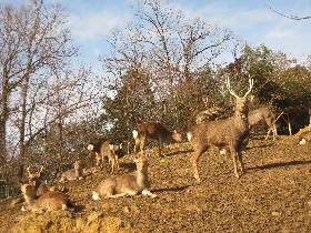 �����̎�����